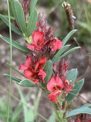 Indigofera crebra