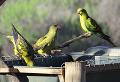 Polytelis anthopeplus