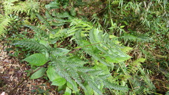 Pteris stridens