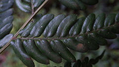 Pteris stridens