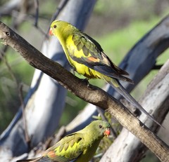 Polytelis anthopeplus