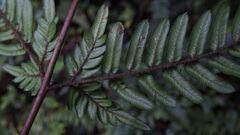 Pteris stridens