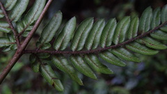 Pteris stridens