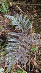 Pteris stridens