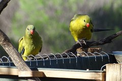 Polytelis anthopeplus