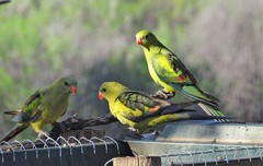 Polytelis anthopeplus