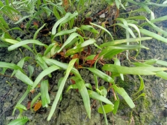 Pyrrosia adnascens