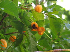 Toechima daemelianum