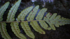 Goniopteris retroflexa