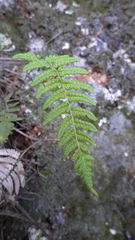 Goniopteris retroflexa