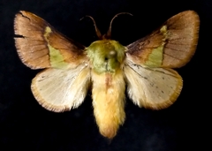 Latoia viridifascia