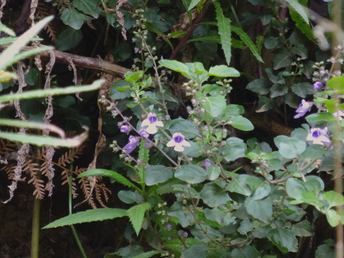 Image of Prostanthera melissifolia by (c) Kiri Bee, some rights reserved (CC BY)