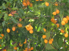 Toechima daemelianum