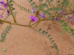 Swainsona microphylla