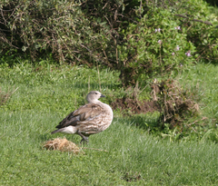 Cyanochen cyanoptera