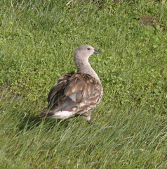 Cyanochen cyanoptera