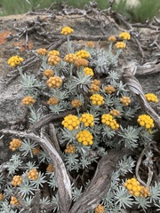 Helichrysum galpinii