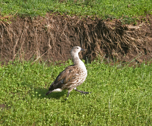Blue-winged Goose (Cyanochen cyanoptera), photo 8