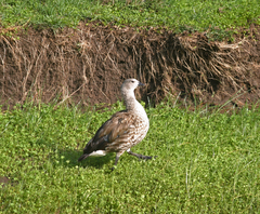 Cyanochen cyanoptera