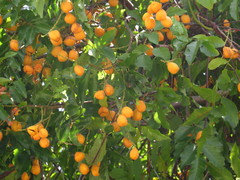 Toechima daemelianum