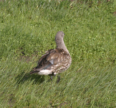 Cyanochen cyanoptera