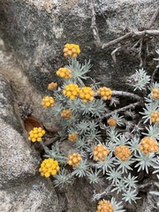 Helichrysum galpinii