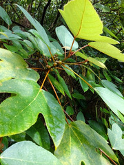 Ficus grossularioides