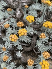 Helichrysum galpinii