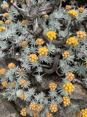 Helichrysum galpinii