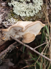 Osteina obducta