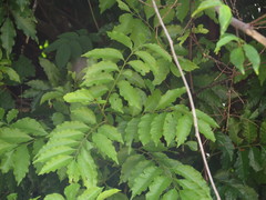 Toechima daemelianum