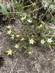 Brachystelma stellatum