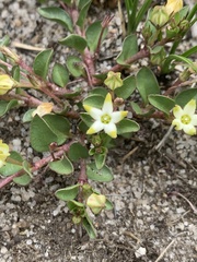 Brachystelma stellatum