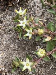 Brachystelma stellatum