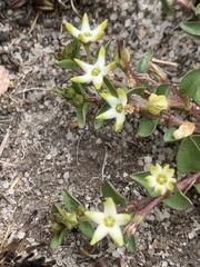 Brachystelma stellatum