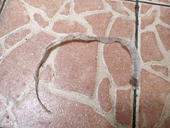 Oligodon purpurascens