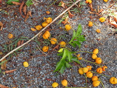 Toechima daemelianum