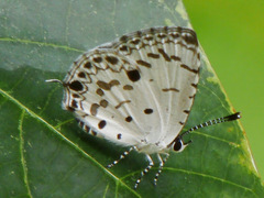 Megisba malaya sikkima