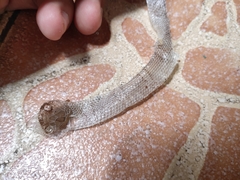 Oligodon purpurascens