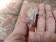 Oligodon purpurascens