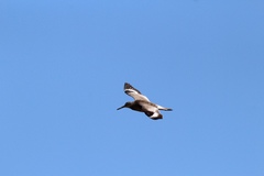 Tringa semipalmata semipalmata