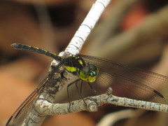 Agrionoptera longitudinalis biserialis