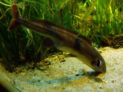 Eastern Bottlenose Mormyrid photo 2