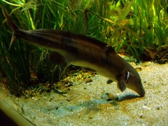 Eastern Bottlenose Mormyrid photo 4