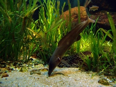 Eastern Bottlenose Mormyrid photo 5