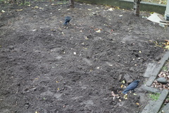 Corvus macrorhynchos