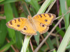 Junonia almana javana