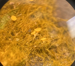 Coenogonium interplexum