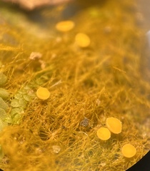 Coenogonium interplexum