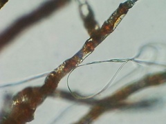 Coenogonium interplexum